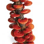 Những lưu ý khi dùng nấm linh chi