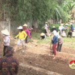 100 cán bộ, hội viên Chi hội phụ nữ xã Đà Sơn lao động làm vườn rau