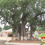 Cây đa cổ thụ trên 600 năm tuổi ở xã Hiến Sơn