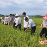 Trạm khuyến nông Đô Lương hội thảo mô hình thâm canh giống lúa ngắn ngày DCG72  bằng phương pháp bón phân cải tiến.