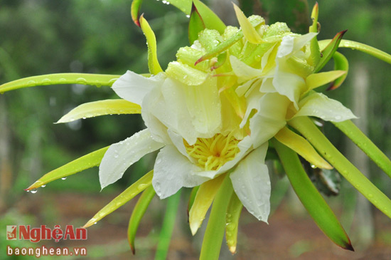 Vốn thuộc giống quỳnh, nên hoa thanh long cũng đẹp chẳng khác gì loài hoa chuyên nở đêm. Chỉ khác là hoa thanh long tạo quả ngọt cho đời và đem lại thu nhập cao cho người trồng.