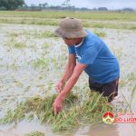 Đô Lương 1.800 ha lúa hè thu bị đổ và ngập trong nước