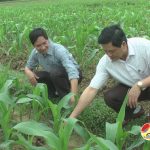 Đồng chí Nguyễn Công Châu kiểm tra công tác ra quân làm giao thông thủy lợi và sản xuất vụ đông ở xã Mỹ Sơn.