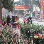 Đô Lương sôi động Hoa và Quất tết