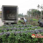 Đô Lương chuẩn bị tốt cây giống trồng rừng vụ xuân 2017