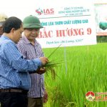 Đô Lương tổ chức hội thảo đầu bờ giống lúa chất lượng cao Bắc hương 9