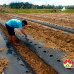 Nông dân Đô Lương trồng Bí trái vụ