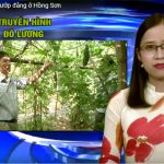 Hiệu quả từ trồng mướp đắng ở Hồng Sơn