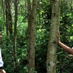 Lam Sơn làm giàu từ trồng rừng.