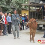 Chi cục phát triển Nông thôn tỉnh trao bê hỗ trợ cho 24 hộ dân xã Minh Sơn