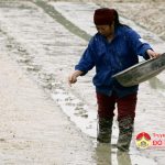 Đô Lương triển khai bắc mạ vụ Xuân