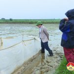 Đồng chí Nguyễn Trung Thành: Kiểm tra và chỉ đạo công tác chăm sóc  lúa Xuân