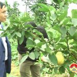 Đồng chí Ngọc Kim Nam – Chủ tịch UBND huyện thăm mô hình trồng thanh long đỏ tại Xuân Sơn