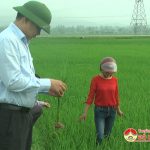 Lãnh đạo huyện Đô Lương kiểm tra sâu bệnh trên lúa
