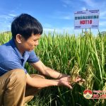 Hội thảo đánh giá giống lúa chất lượng cao HDT10