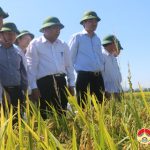 Đồng chí Nguyễn Xuân Đường – chủ tịch UBND tỉnh kiểm tra năng suất lúa vụ xuân ở huyện Đô Lương