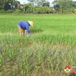 Trận mưa “vàng” giải cứu 1000 ha lúa hè thu huyện Đô Lương