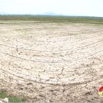 Mỹ Sơn – Hồ đập khô cạn, hàng trăm ha lúa hè thu khô héo