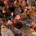 Chương trình thời sự Truyền hình Đô Lương ngày 13 tháng 07 năm 2018