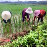 Nông dân Đô Lương tập trung chăm sóc lúa hè thu