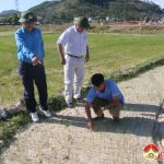 Đô Lương: 1000 ha lúa bị thiếu nước