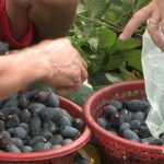 Hiệu quả cây trám đen ở xã miền núi Nam Sơn