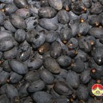 Hiệu quả cây trám đen ở xã miền núi Nam Sơn