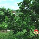 Hiệu quả Cây bưởi trên đất Bài Sơn