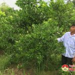 Hội nông dân xã Nam Sơn quán triệt NQ TW 7 khóa 12 và sinh hoạt lồng ghép chuyên đề cải tạo vườn tạp.