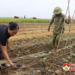 Đô Lương khẩn trương triển khai sản xuất vụ Đông