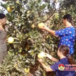 Chị Nguyễn Thị Thắng làm giàu từ mô hình tổng hợp