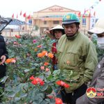 Đô Lương: Nhộn nhịp chợ hoa, cây cảnh ngày Tết