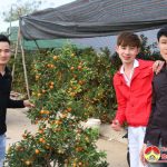 Đô Lương: Nhộn nhịp chợ hoa, cây cảnh ngày Tết