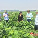 Đoàn cán bộ Sở Khoa học công nghệ kiểm tra mô hình sản xuất nông nghiệp ở Đô Lương