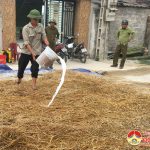 Đô Lương: Đàn lợn ở Tiểu Đoàn 17 dương tính với dịch tả lợn Cổ điển