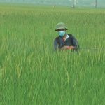 Đô Lương: Chủ động phòng, trừ bệnh đạo ôn cổ bông hại lúa xuân