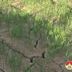 Đồng chí Nguyễn Trung Thành – Phó chủ tịch UBND huyện kiểm tra công tác phòng chống dịch tả lợn Châu phi và hạn hán