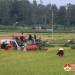 Nông dân Đô Lương:  Khẩn trương thu hoạch lúa tránh bão