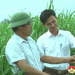 Gia đình ông Đặng Văn Vinh ở xã Hiến Sơn trồng thành công giống cỏ mới phục vụ nhu cầu phát triển chăn nuôi .
