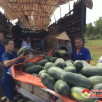Nông dân Trung Sơn: Đa dạng các loại cây trồng đem lại thu nhập cao