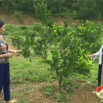 PSTH: Đô Lương- Lan tỏa phong trào phụ nữ khởi nghiệp