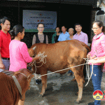 Hội chữ thập đỏ huyện  trao bò giống cho người nghèo.