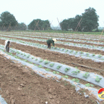 Xã Trung Sơn Gieo trồng  hơn 10 ha cây bí xanh vụ đông xuân