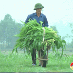 Nguyễn Quang Công – Làm giàu trên vùng đất khó