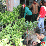 Đô Lương mỗi ngày có hàng trăm người mua cây ăn quả để trồng.