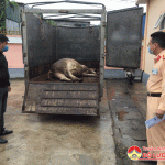 Đội  CSGT đường bộ số 2 bắt giữ 1 vụ vận chuyển trâu chết không rõ  nguồn gốc