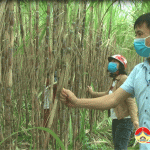 Xã Giang Sơn Đông chuẩn bị thu hoạch mía trái vụ.