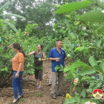 Xã miền núi Hồng Sơn phát huy hiệu quả cải tạo vườn tạp