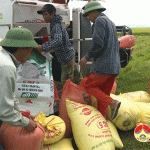 Đô Lương khẩn trương thu hoạch lúa Hè – Thu 2020