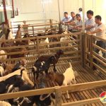 Mô hình nuôi dê nhốt chuồng của anh Nguyễn Đức Lệ ở xã Mỹ Sơn
